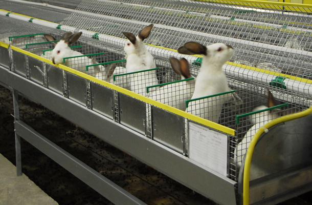 Бизнес-идея: ферма по разведению кроликов