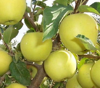 Яблоневый сад в Абинском районе